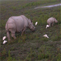 Guwahati - Kaziranga